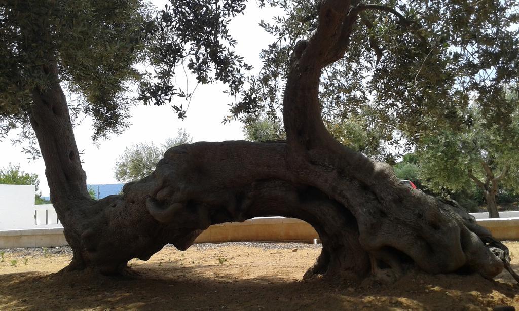פאסאנו Lama Cupa מראה חיצוני תמונה